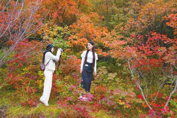 爱配投资 红叶漫山引客来